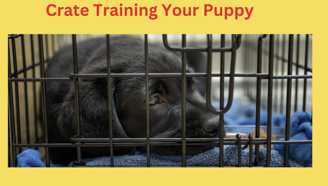 How to Crate Train Your Puppy