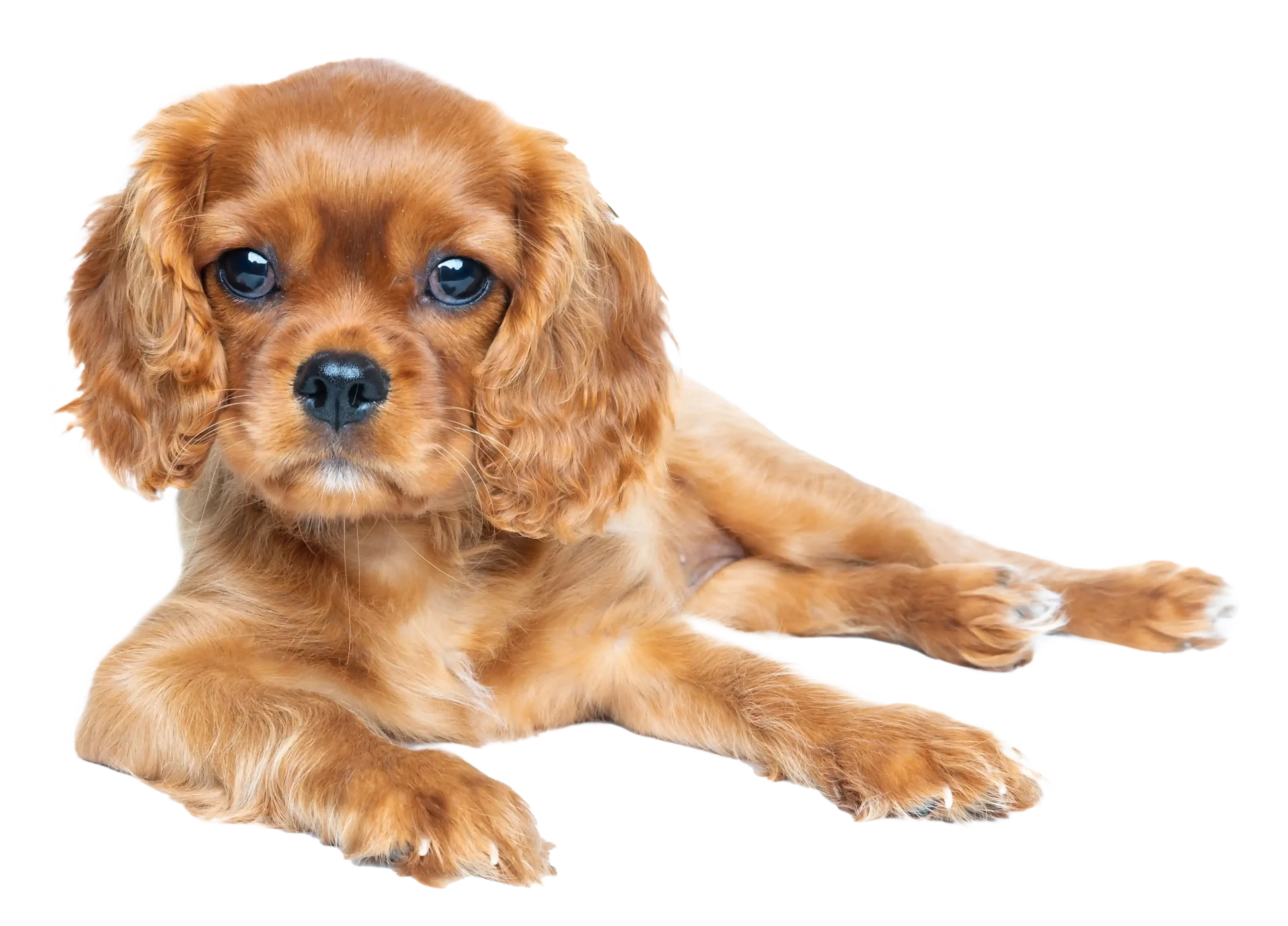 cavalier spaniel - puppy training Pangbourne
