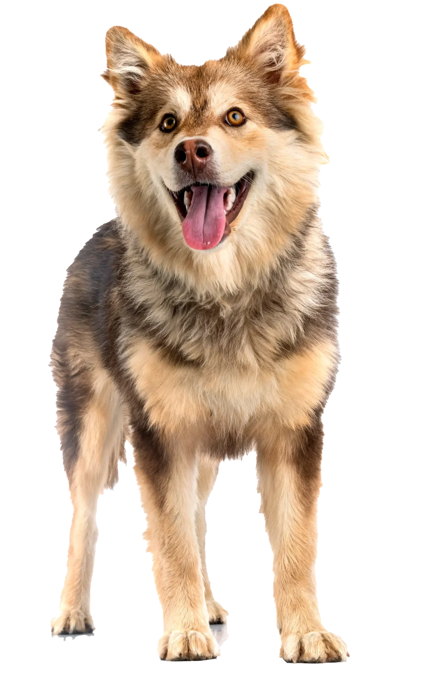 Puppy training Pangbourne - puppy training classes and one to ones