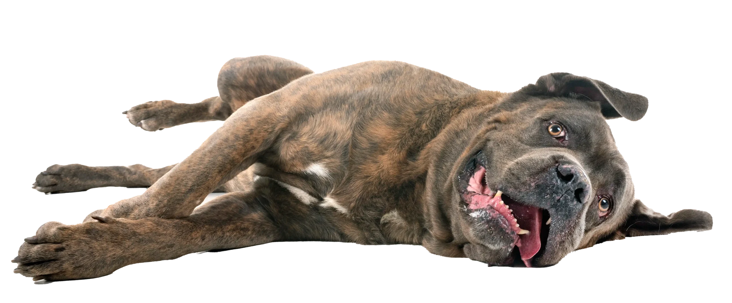 mastiff pup puppy classes for dogs of all sizes (mastiff pup pictured)