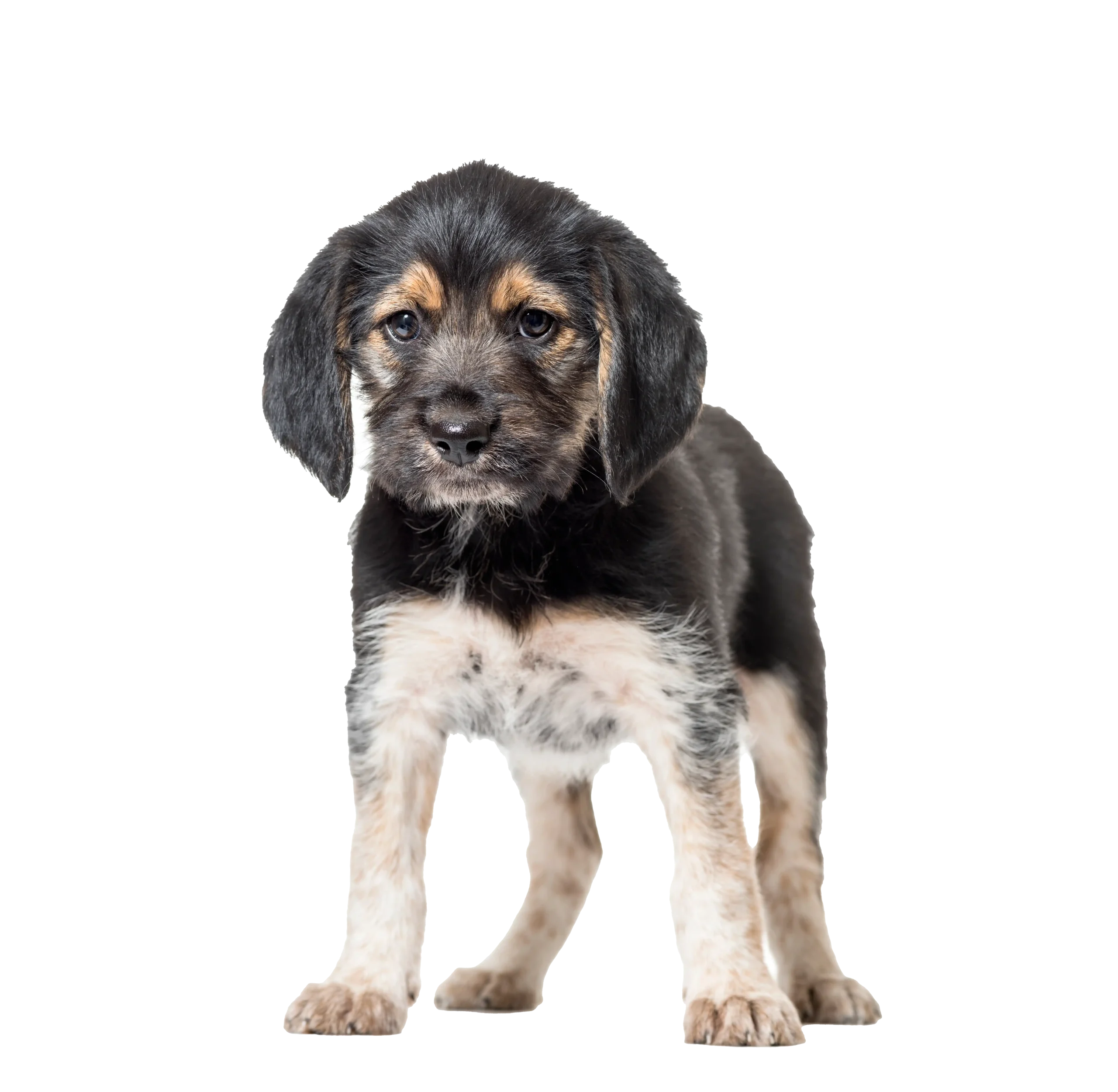 standing-mixed-breed-puppy-dog - Puppy training in Reading Mixed breed puppy - puppy classes in Reading