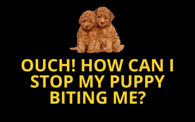 How can I stop my puppy biting me?
