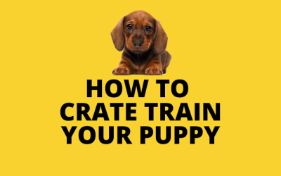 How to Crate Train Your Puppy
