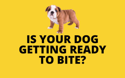 Reading The Signs That a Dog May be Getting Ready to Bite