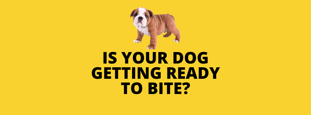 is your dog getting ready to bite? blog post