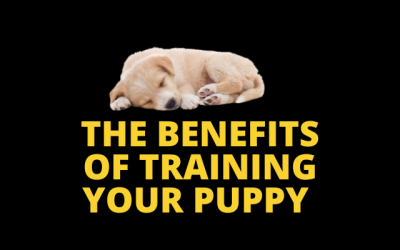 The Benefits of Training Your Puppy