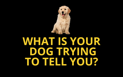 What is your dog trying to tell you?