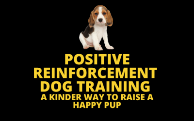 Positive Reinforcement Dog Training: A Kinder Way to Raise a Happy Pup