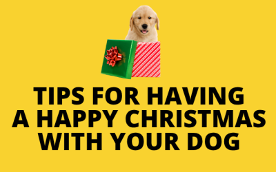 Tips For Having a Happy Christmas With Your Dog