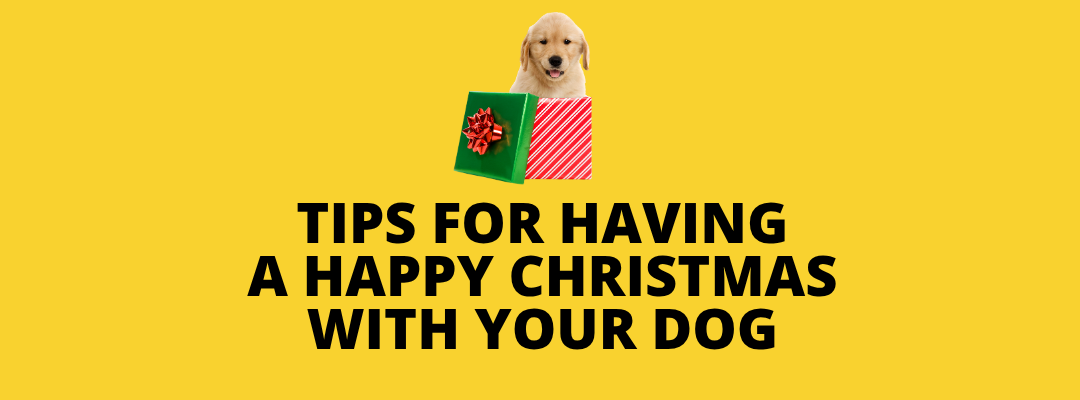 Tips For Having a Happy Christmas With Your Dog