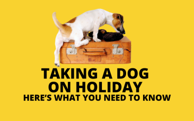 Taking a dog on holiday – tips to help you prepare