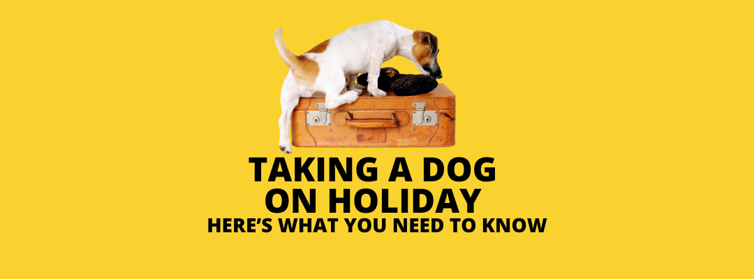 Taking a dog on holiday – tips to help you prepare