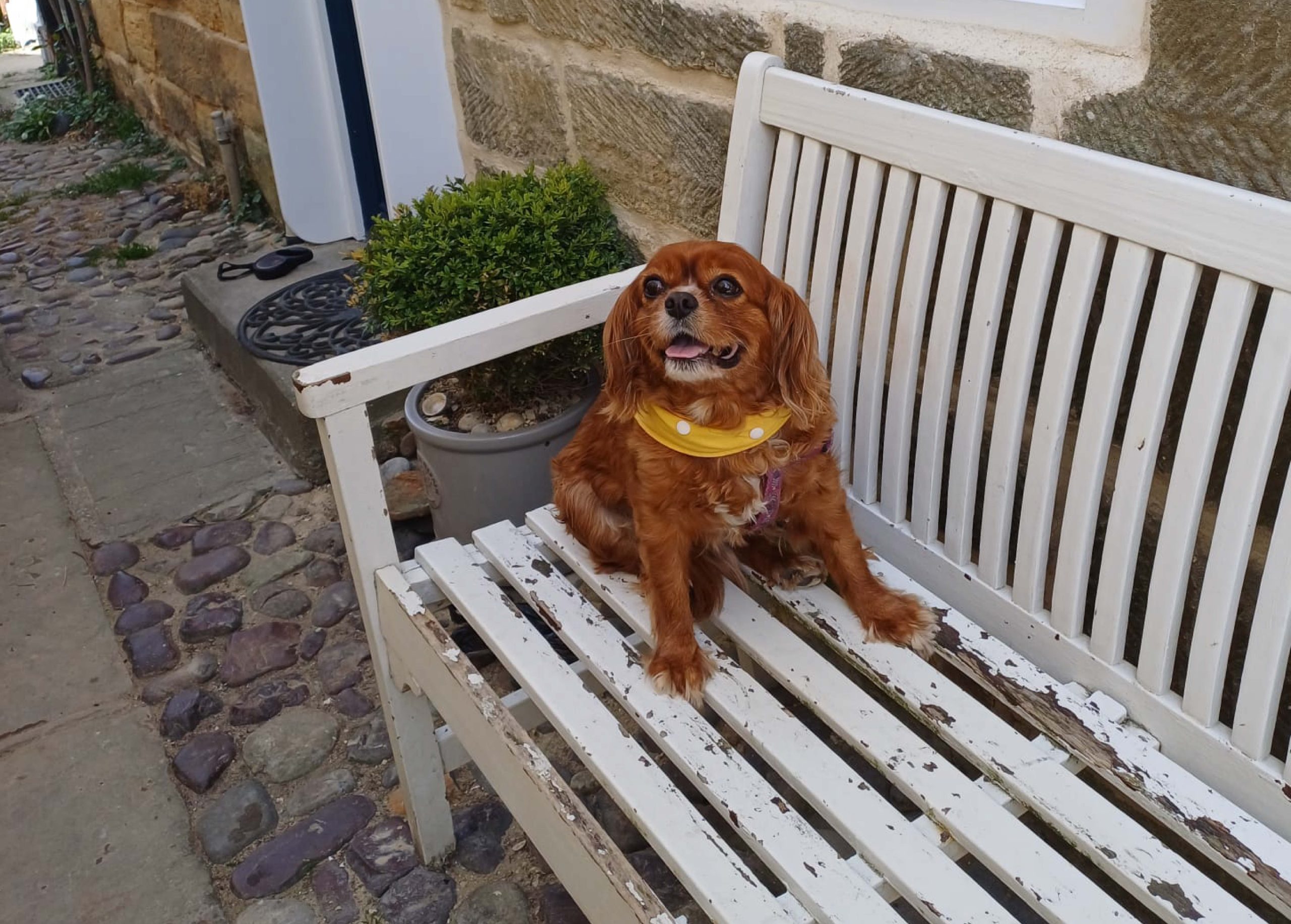 Taking your dog on holiday blog - robin hoods bay