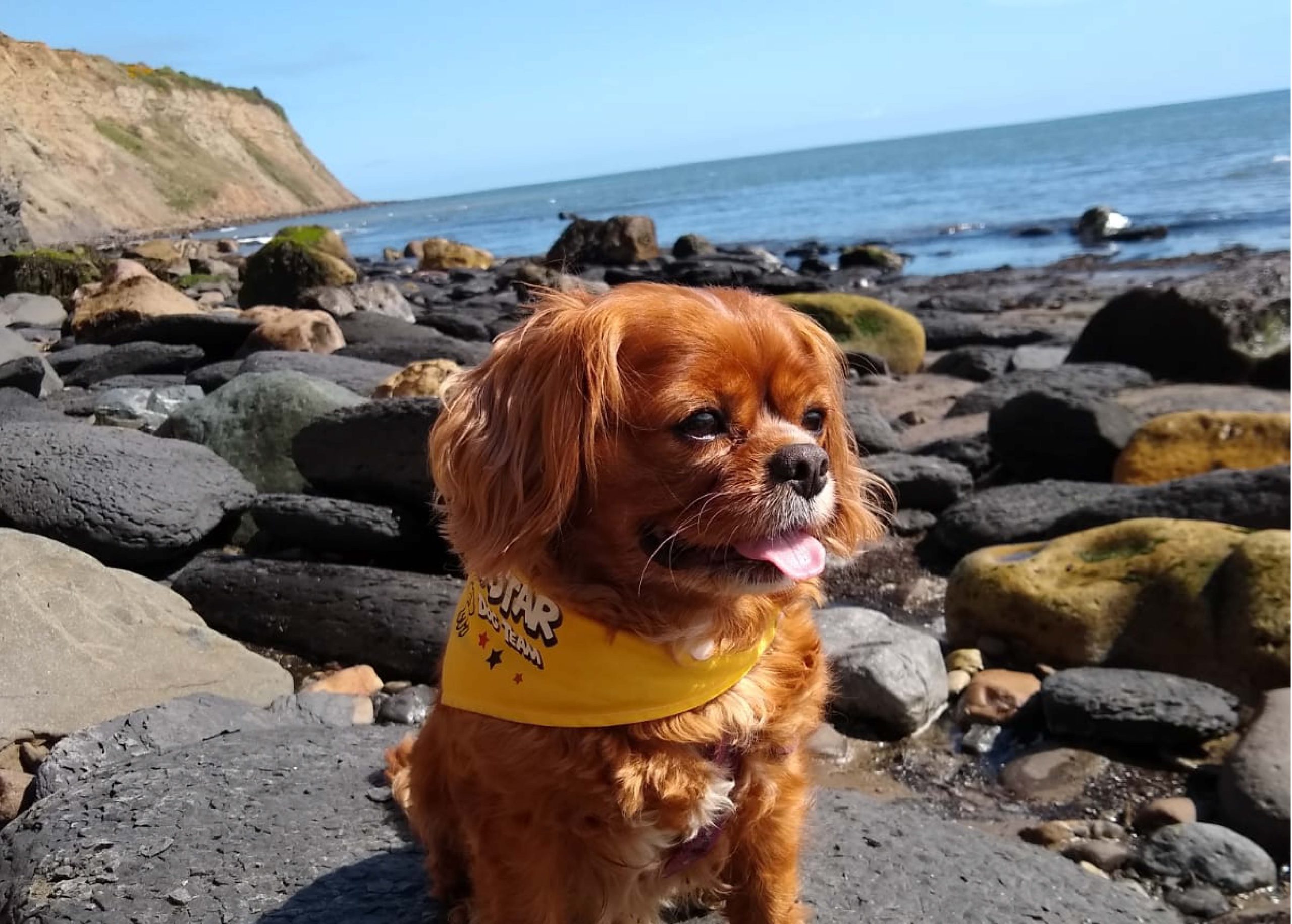 taking your dog on holiday - gizmo at the beach