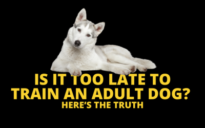 Is It Too Late to Train an Adult Dog? Here’s the truth
