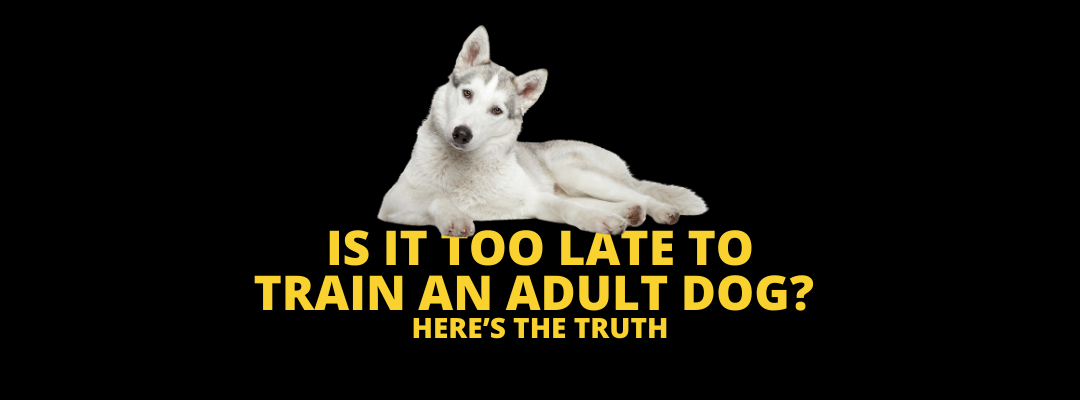 Is It Too Late to Train an Adult Dog? Here’s the truth