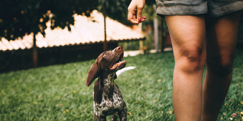 keep dog training fun blog