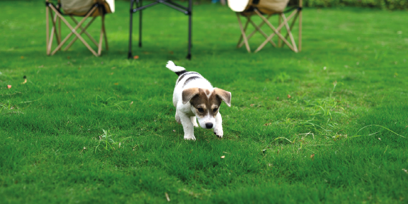 dog training fun blog