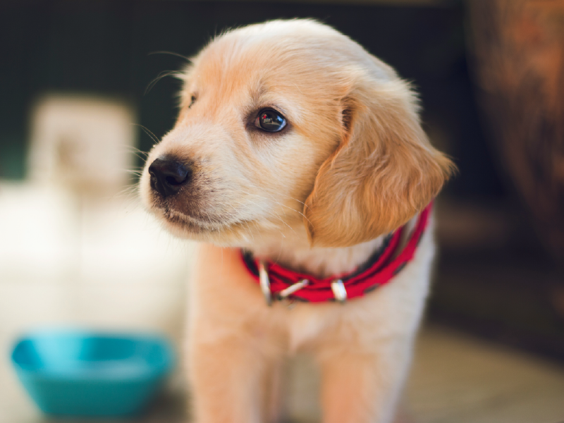 Simple guide to preparing for your puppy - Pangbourne, UK