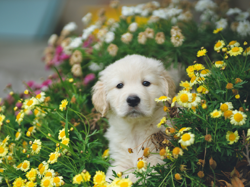Puppy starter guide from Happipup - puppy training school in Pangbourne