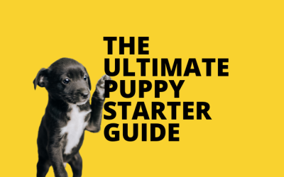 The ultimate puppy starter guide