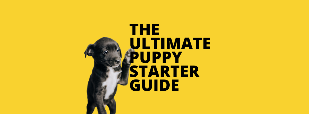 The ultimate puppy started guide - blog cover
