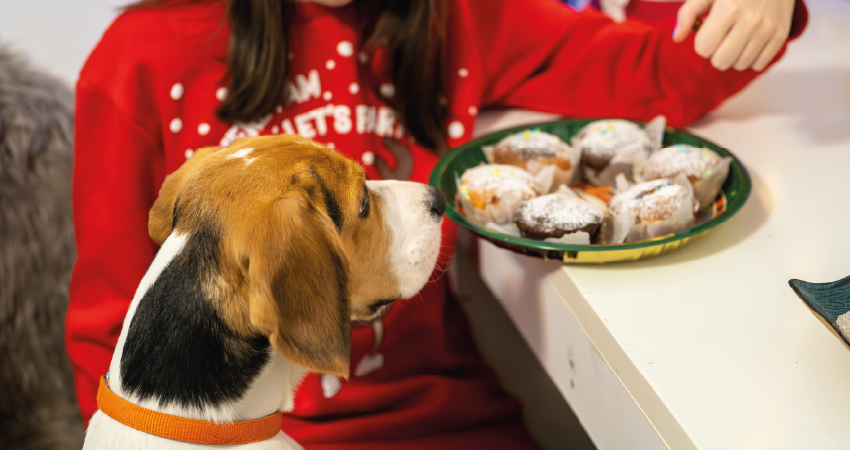 Simple guide to preparing for your puppy - Pangbourne, UK