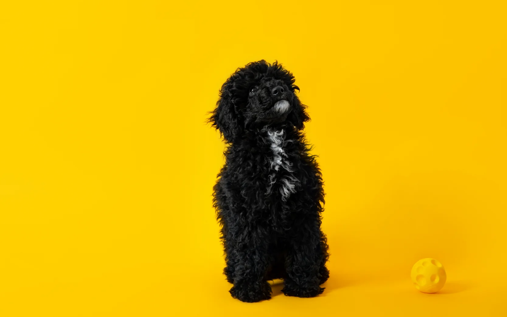 Puppy blues blog image - Support for Puppy Owners in Pangbourne, Reading, Tilehurst & Surrounding Areas in Berkshire - cockerpoo puppy on yellow background 