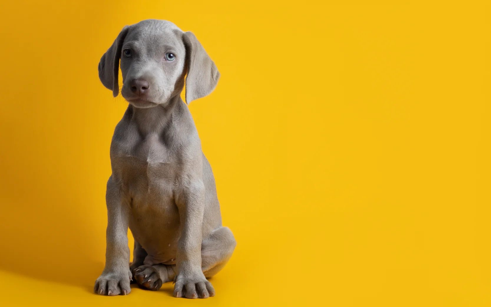 Puppy blues blog image - Support for Puppy Owners in Pangbourne, Reading, Tilehurst & Surrounding Areas in Berkshire - weimararner puppy on yellow background 