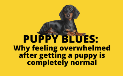 Puppy Blues