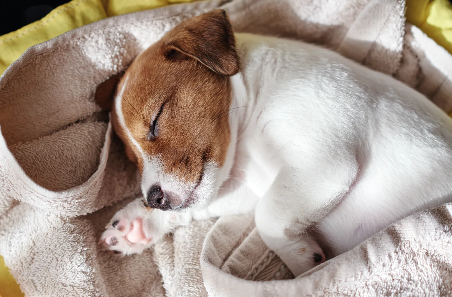 Puppy blues blog image - Support for Puppy Owners in Pangbourne, Reading, Tilehurst & Surrounding Areas in Berkshire - weimararner puppy on yellow background 