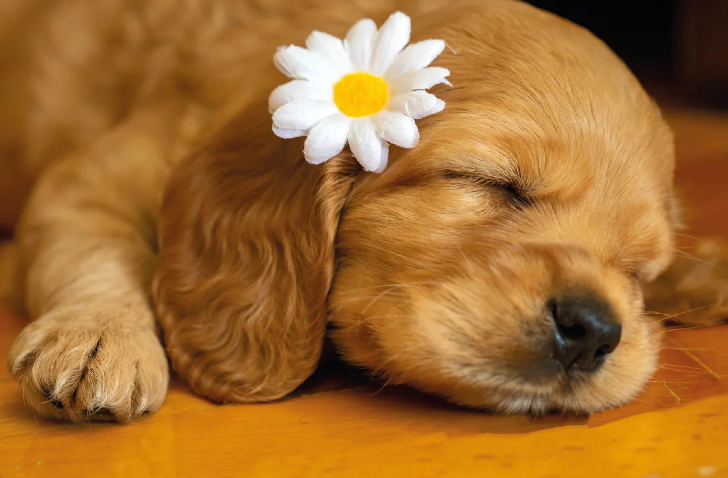 Puppy blues blog image - Support for Puppy Owners in Pangbourne, Reading, Tilehurst & Surrounding Areas in Berkshire - Labrador puppy with sunflowers 