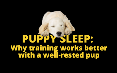 Puppy-sleep-and-training