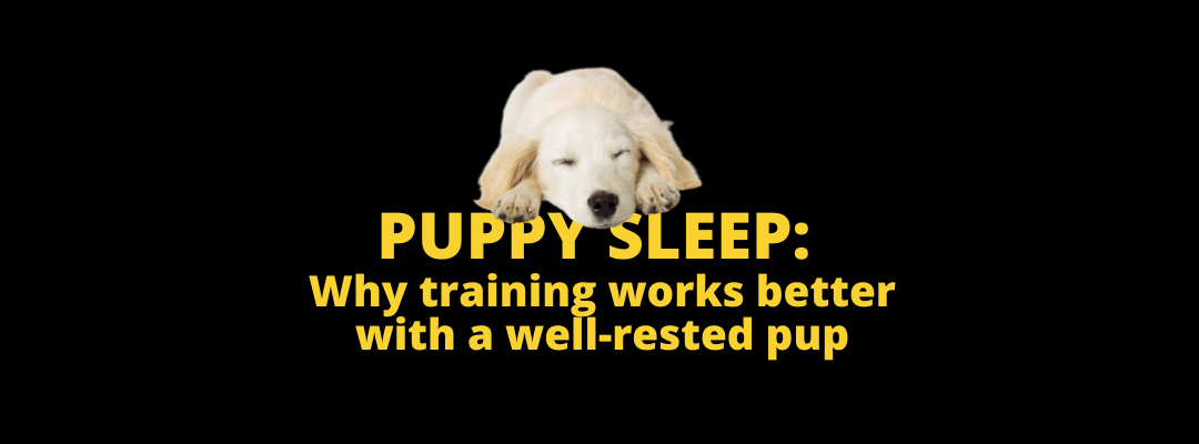 Puppy sleep and training