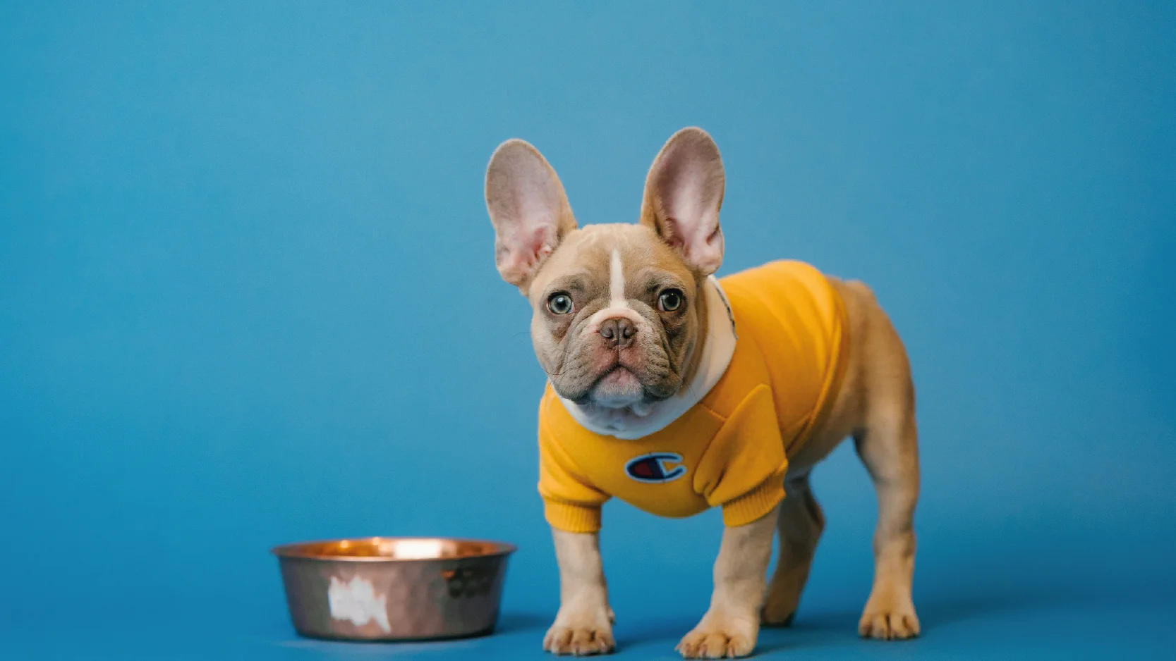 Puppy blues blog image - Support for Puppy Owners in Pangbourne, Reading, Tilehurst & Surrounding Areas in Berkshire - Labrador puppy with sunflowers 