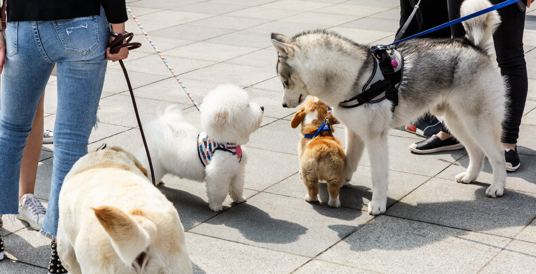 Puppy blues blog image - Support for Puppy Owners in Pangbourne, Reading, Tilehurst & Surrounding Areas in Berkshire - Labrador puppy with sunflowers 