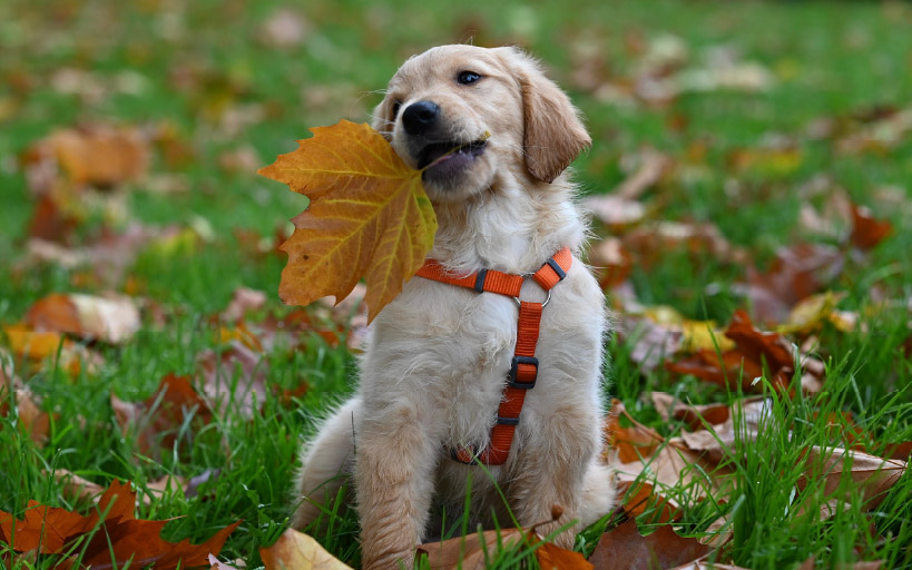 Puppy socialisation - quality over quantity