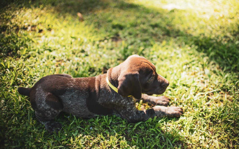 Puppy socialisation - recovery time