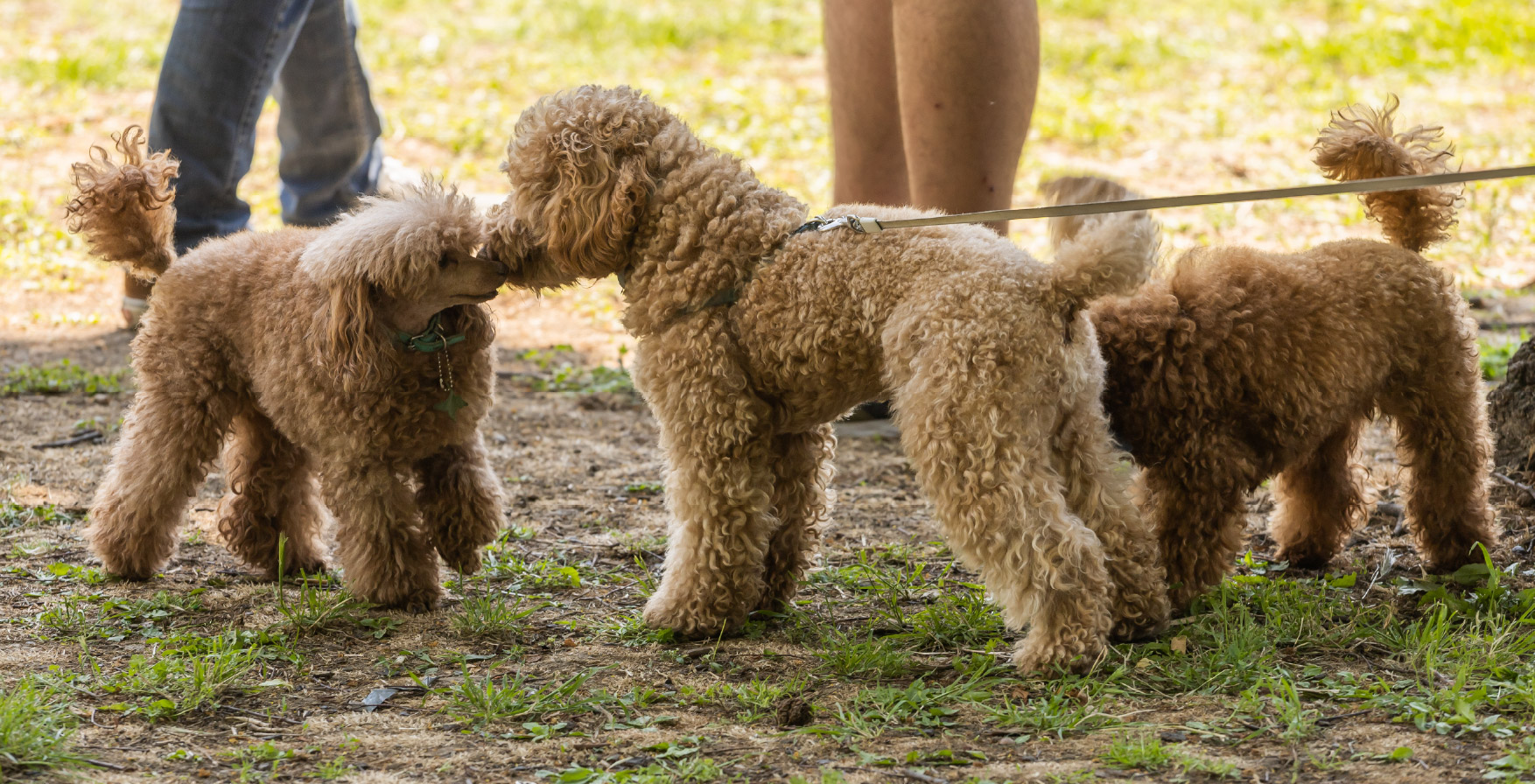 Puppy blues blog image - Support for Puppy Owners in Pangbourne, Reading, Tilehurst & Surrounding Areas in Berkshire - weimararner puppy on yellow background 