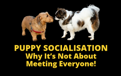 Puppy Socialisation: Why It’s Not About Meeting Everyone!