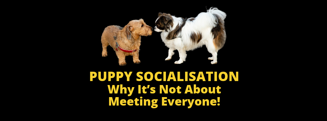 Puppy Socialisation: Why It’s Not About Meeting Everyone!