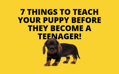 7 Things to Teach Your Puppy Before They Become a Teenager!