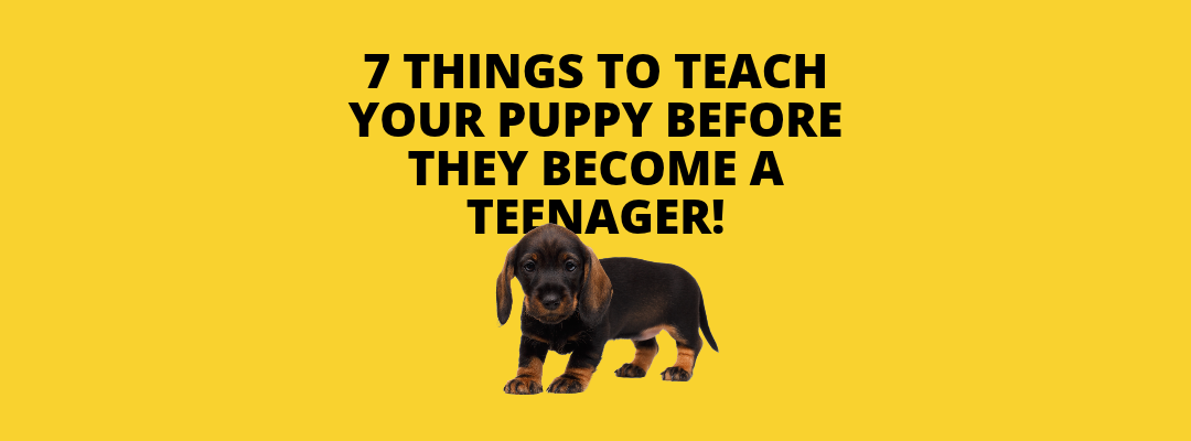 7 Things to Teach Your Puppy Before They Become a Teenager from award winning puppy trainers in Pangbourne Berkshire
