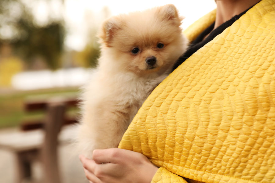 Getting Puppy used to being handled - puppy training pangbourne