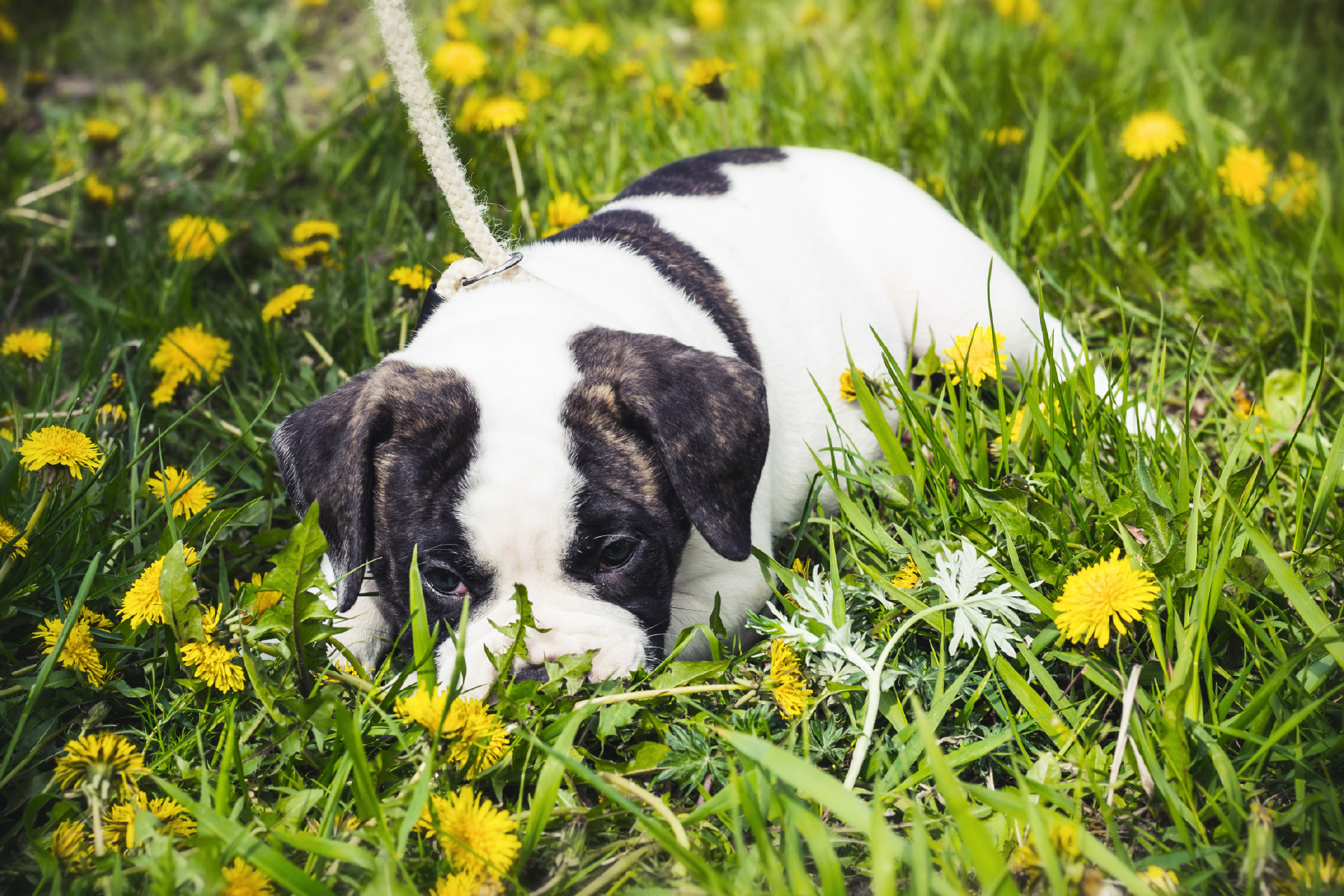Puppy exploring - dog training Pangbourne