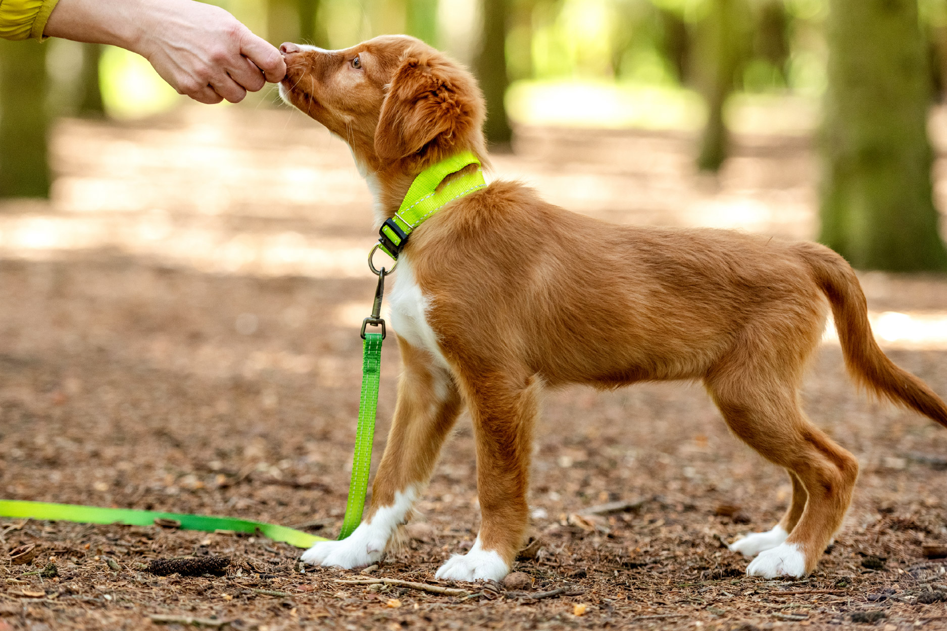 Puppy recall training Pangbourne, Berkshire 